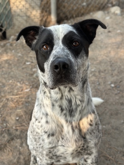 Tex, an adoptable Mixed Breed in Moses Lake, WA, 98837 | Photo Image 1