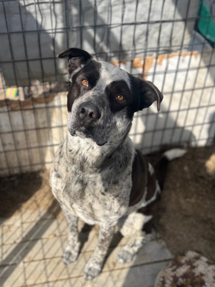 Tex, an adoptable Australian Cattle Dog / Blue Heeler, Mixed Breed in Moses Lake, WA, 98837 | Photo Image 2