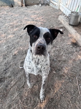 Tex, an adoptable Australian Cattle Dog / Blue Heeler, Mixed Breed in Moses Lake, WA, 98837 | Photo Image 2