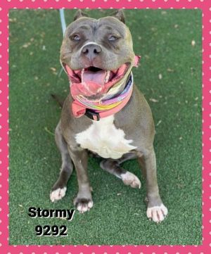 Primary Color Grey Secondary Color White Weight 59lbs Age 1yrs 1mths 3wks Animal has been Spayed