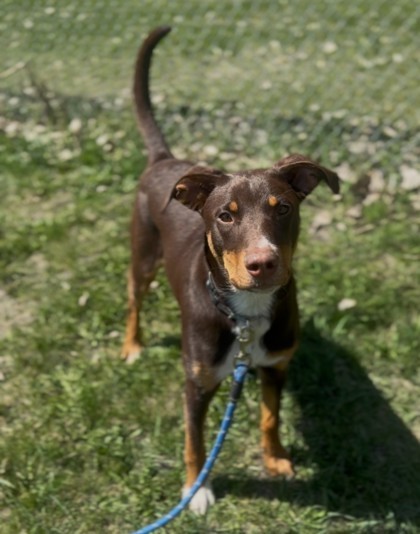 Greta, an adoptable Australian Shepherd, Doberman Pinscher in Willmar, MN, 56201 | Photo Image 1