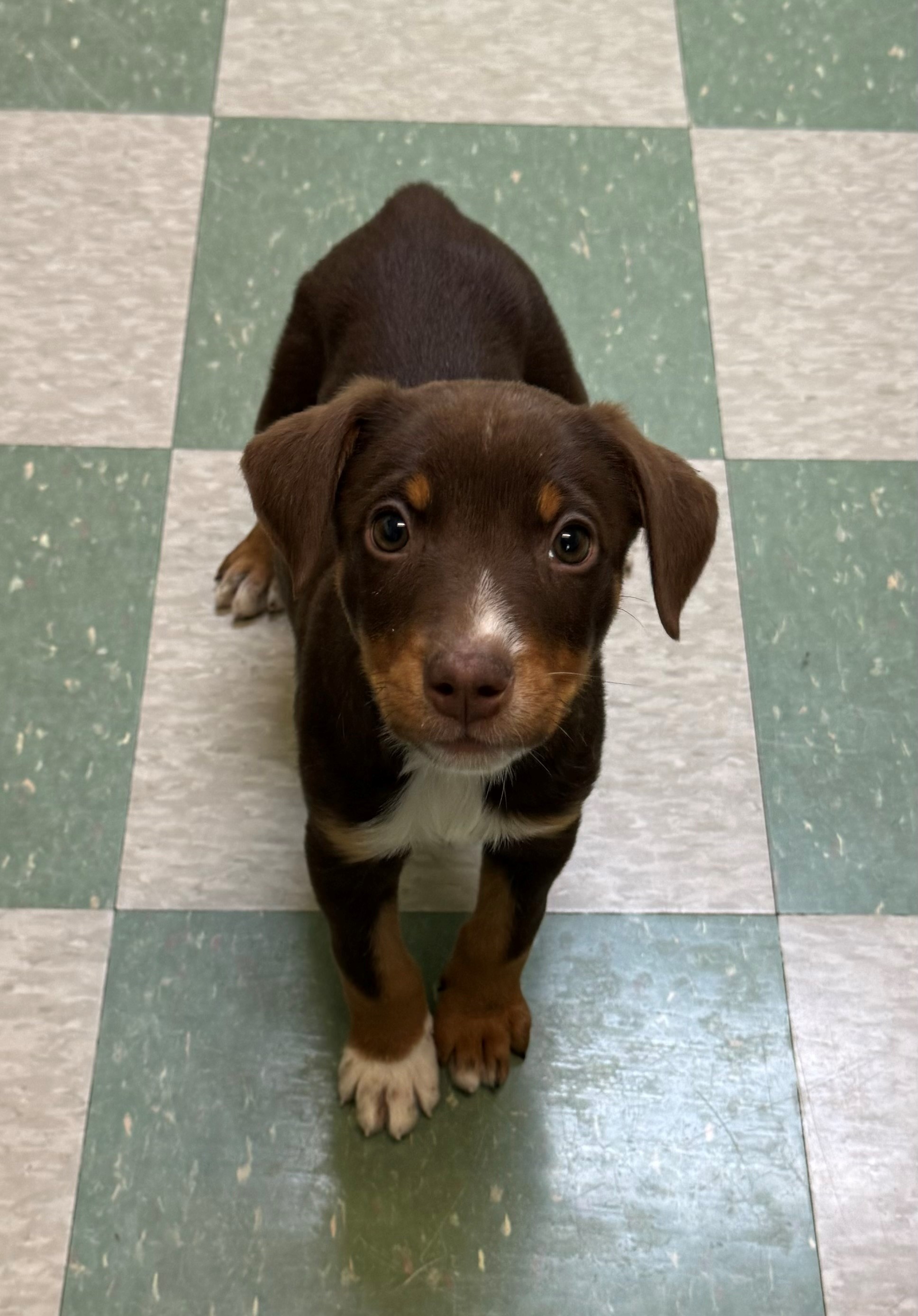Greta, an adoptable Australian Shepherd, Doberman Pinscher in Willmar, MN, 56201 | Photo Image 2