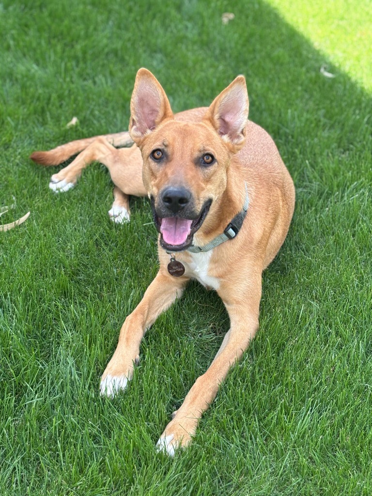 Phoebe