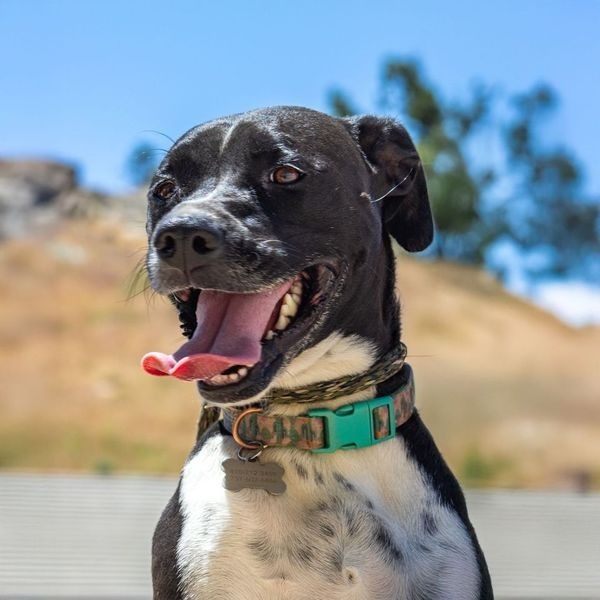 Laika (Mara)