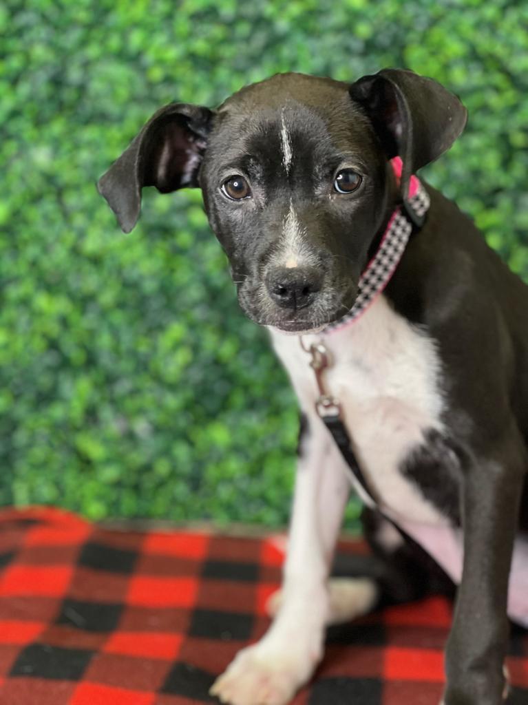 Laika (Mara)