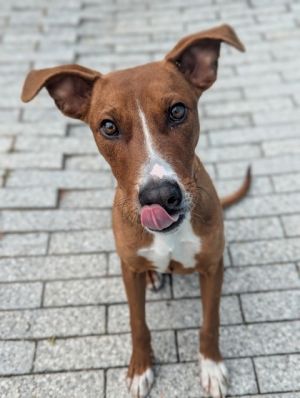 Hello Im Comet My days are filled with running jumping and playing with my favorite squeaky toy