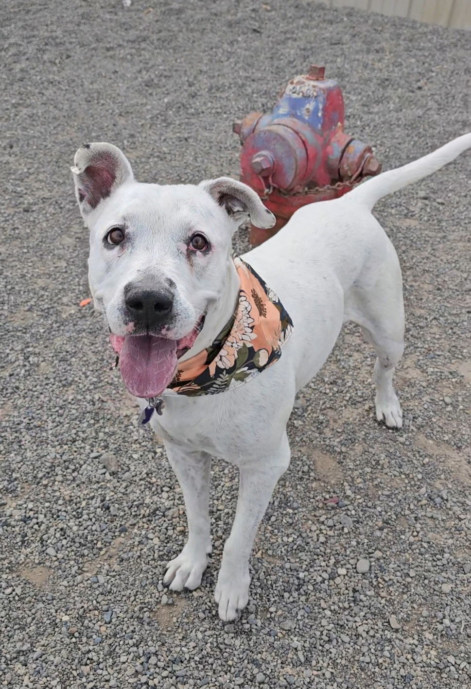 Dotty Jo, an adoptable Pit Bull Terrier in Twin Falls, ID, 83301 | Photo Image 1