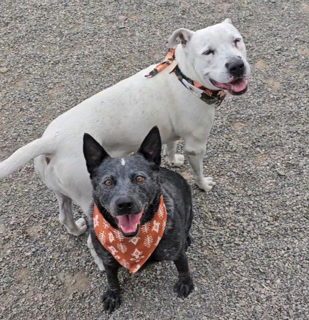Dotty Jo, an adoptable Pit Bull Terrier in Twin Falls, ID, 83301 | Photo Image 3