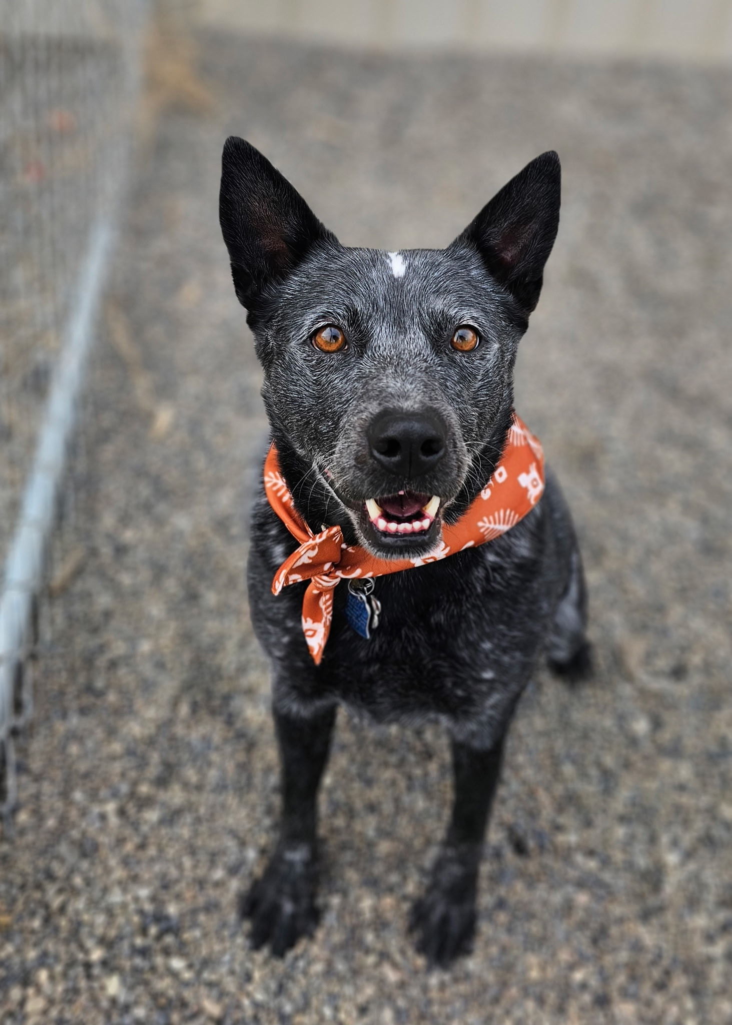 Bernard (Bear), an adoptable Australian Cattle Dog / Blue Heeler in Twin Falls, ID, 83301 | Photo Image 1