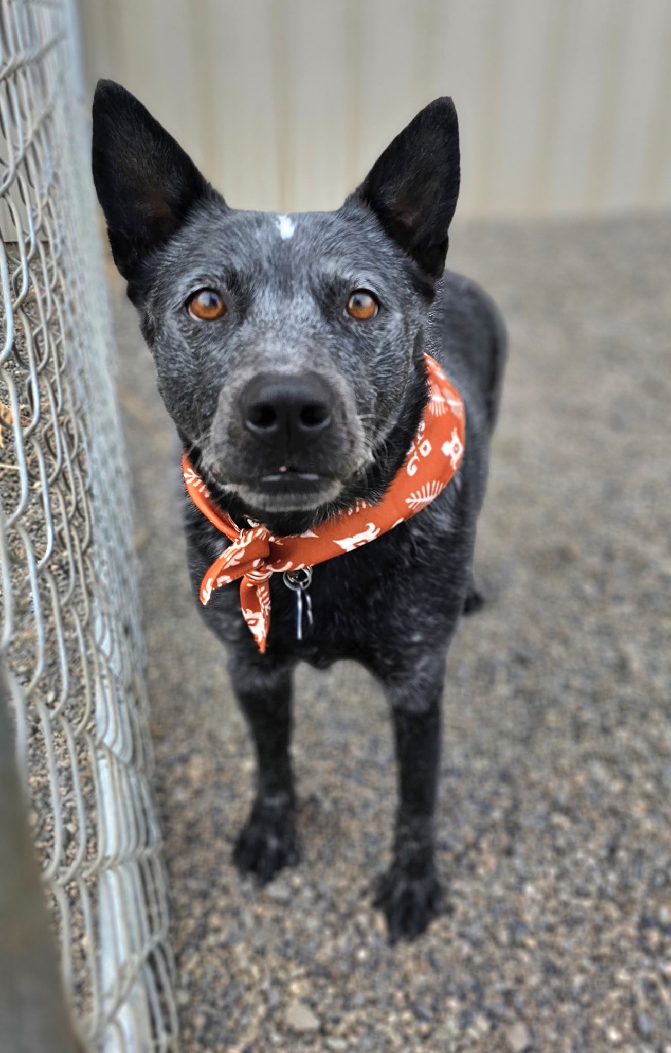 Bernard (Bear), an adoptable Australian Cattle Dog / Blue Heeler in Twin Falls, ID, 83301 | Photo Image 2