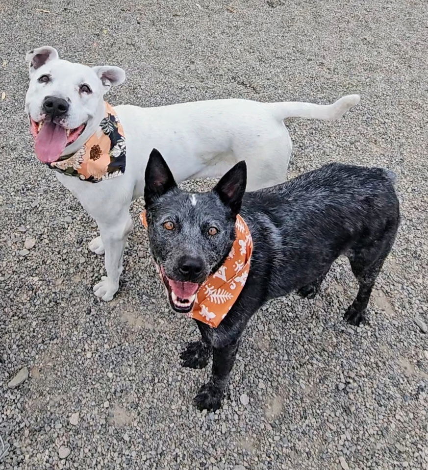 Bernard (Bear), an adoptable Australian Cattle Dog / Blue Heeler in Twin Falls, ID, 83301 | Photo Image 3