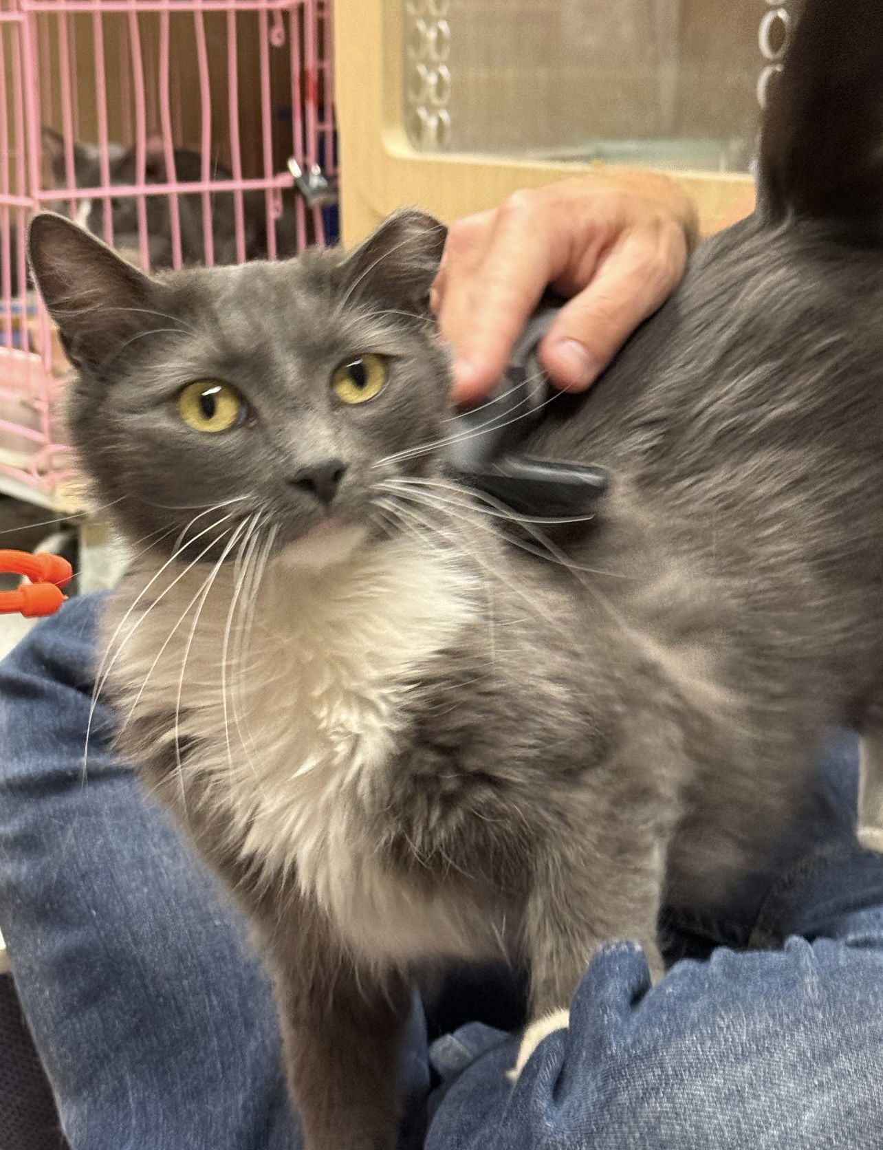 Brandi (Napa Petco)