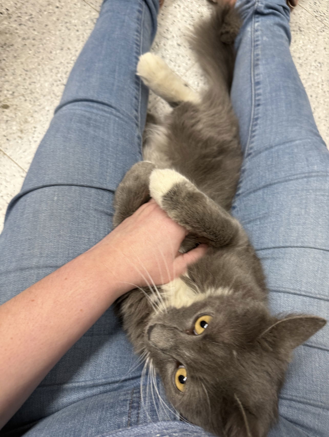 Brandi (Napa Petco)