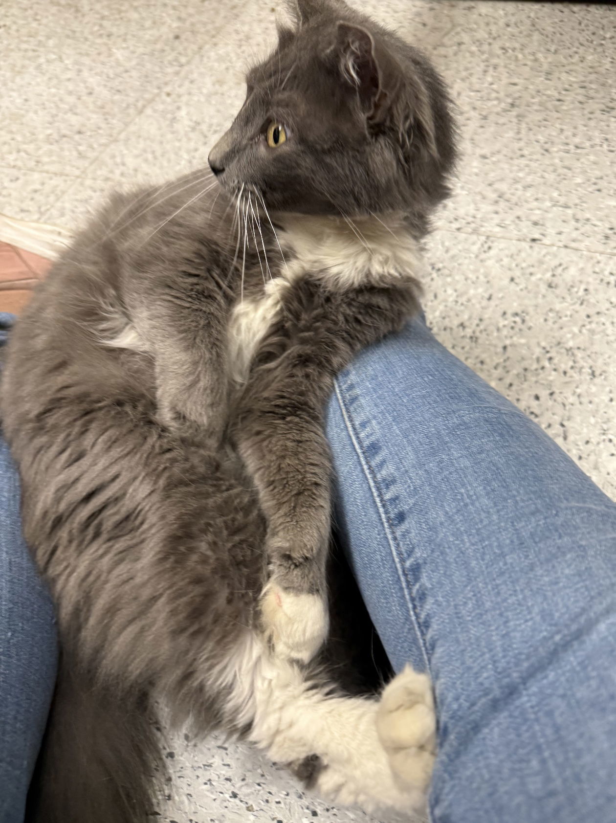 Brandi (Napa Petco)