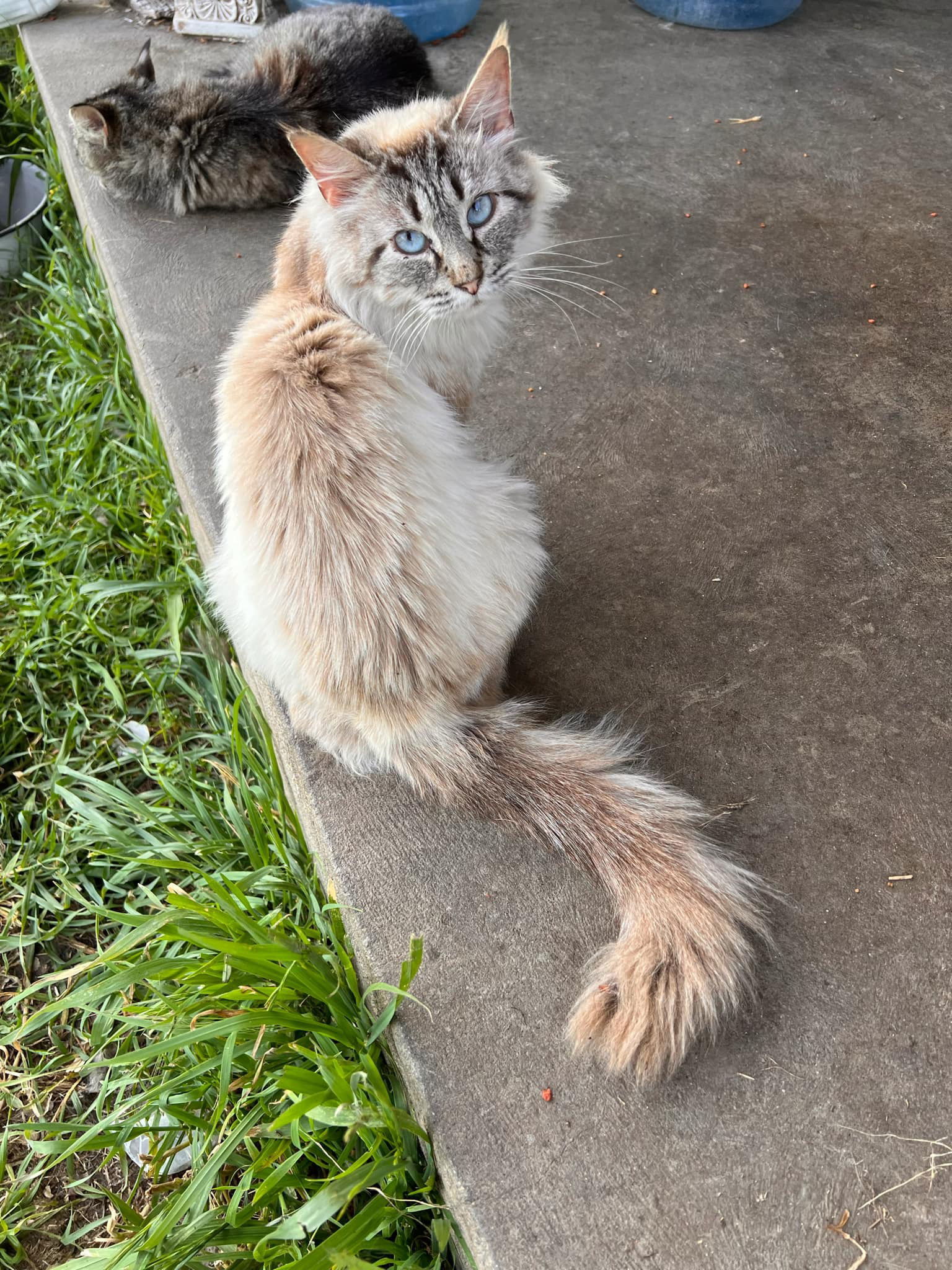 Lorelei (Napa Petco)