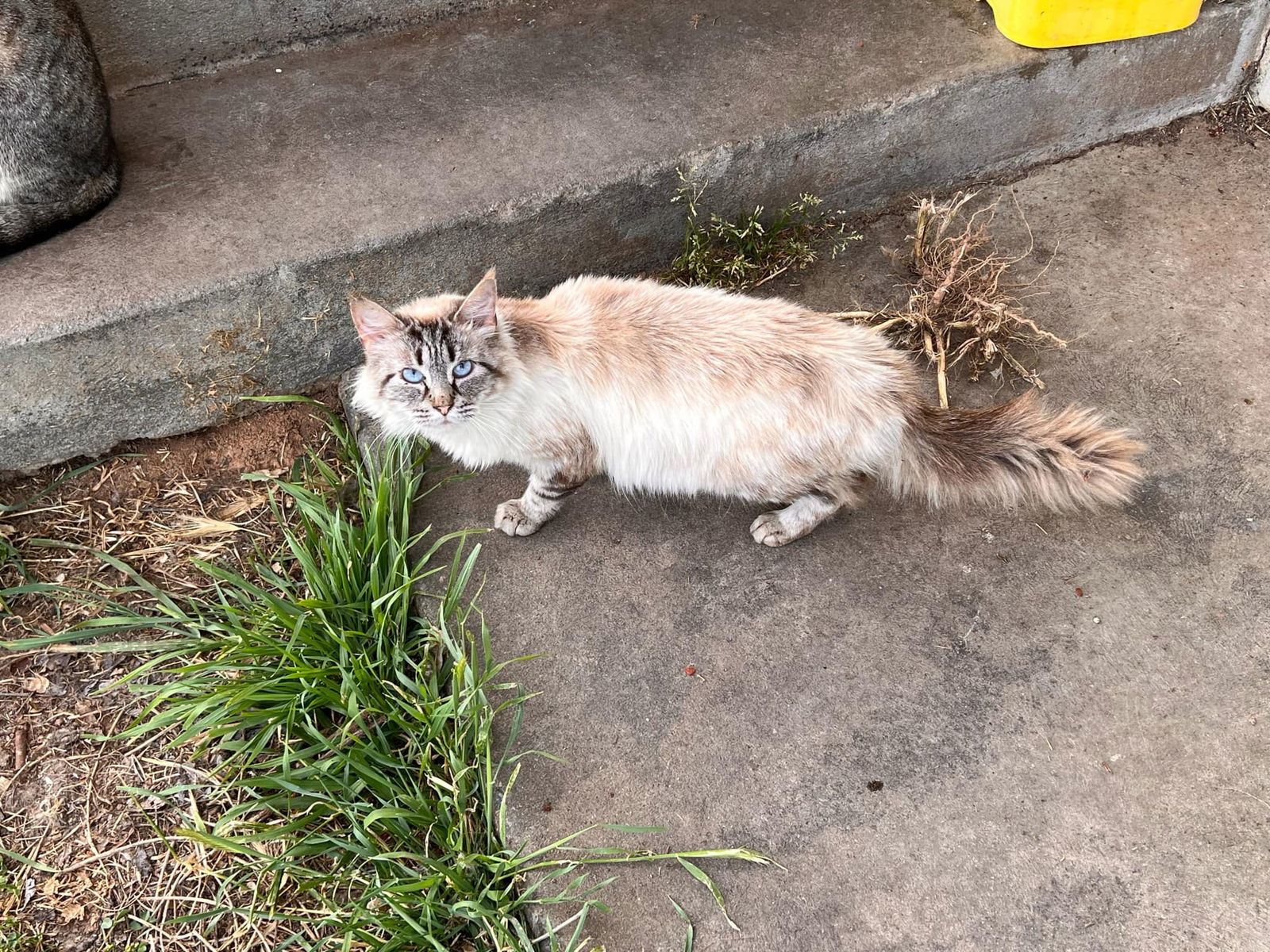 Lorelei (Napa Petco)