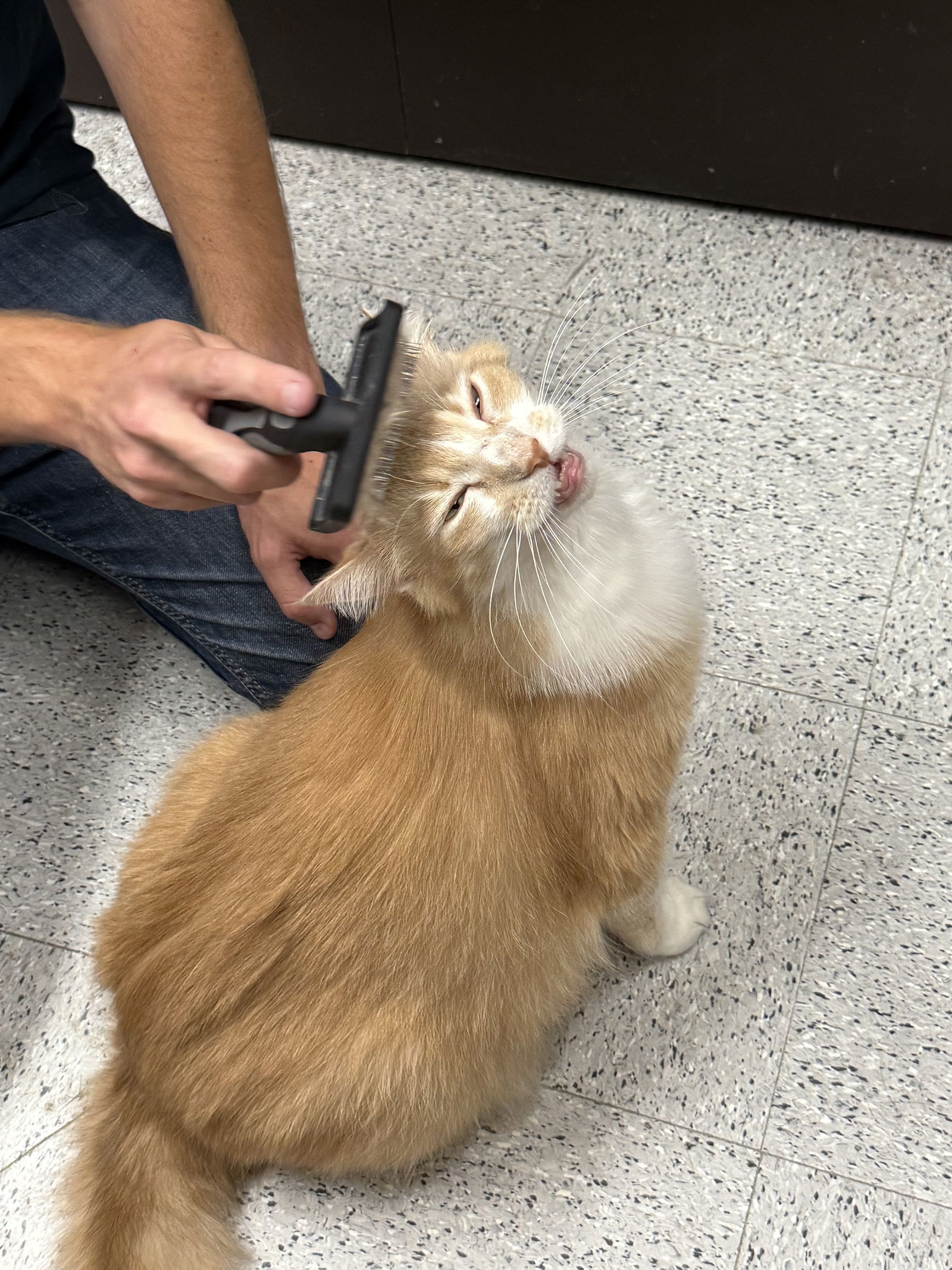 Mr. Hobbs ( Napa Petco)