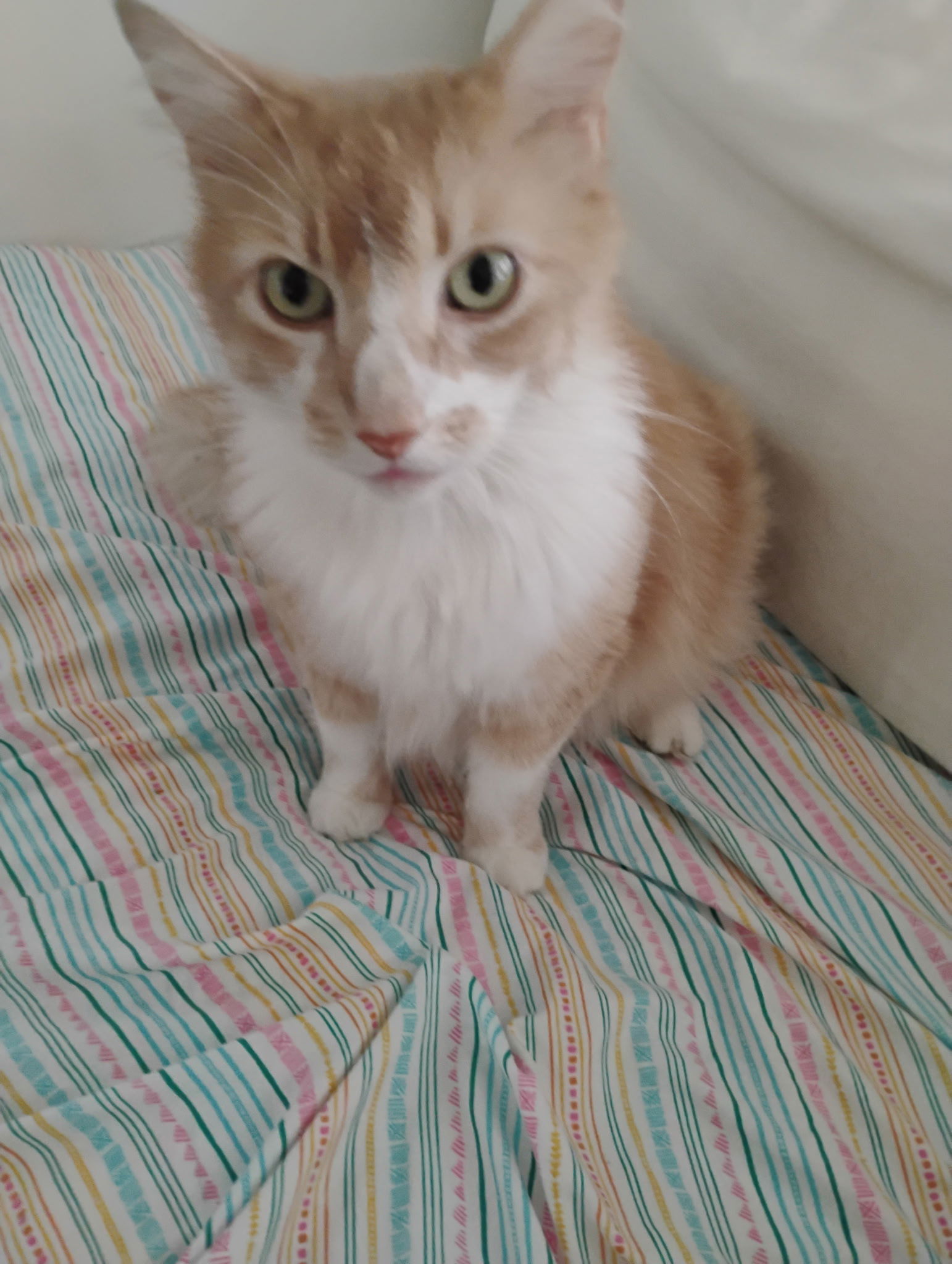 Mr. Hobbs ( Napa Petco)