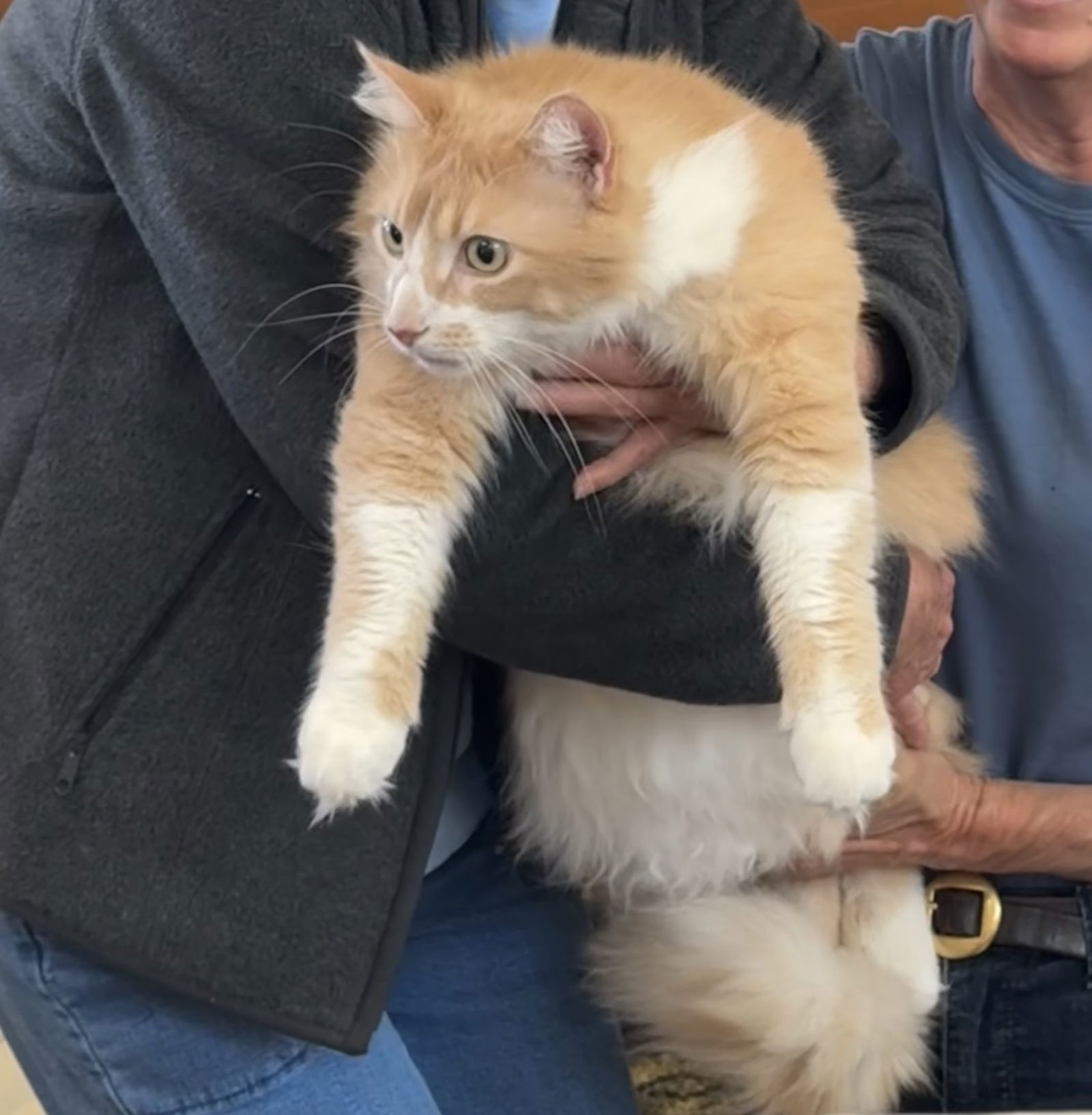 Mr. Hobbs ( Napa Petco)