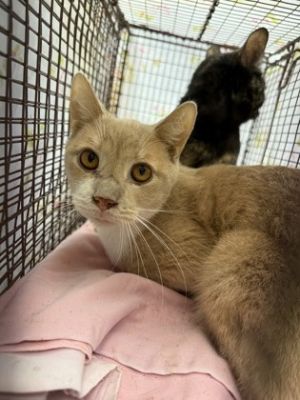 Toby (Pacane), Senior Male Domestic Short Hair
