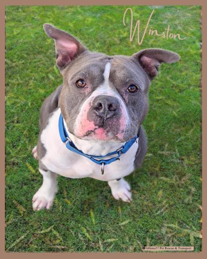 Winston