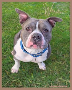 Winston, Adult Male unknown