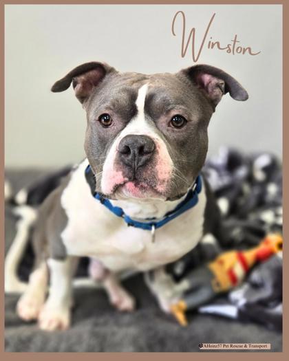 Winston