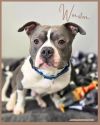Winston photo 3