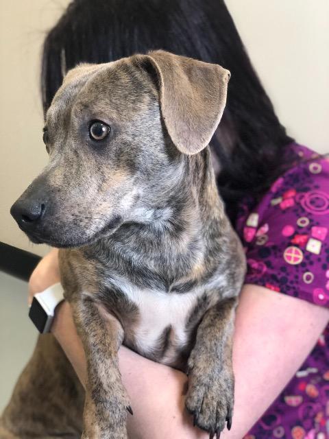 Tango, an adoptable Terrier, Dachshund in Ashland, WI, 54806 | Photo Image 2