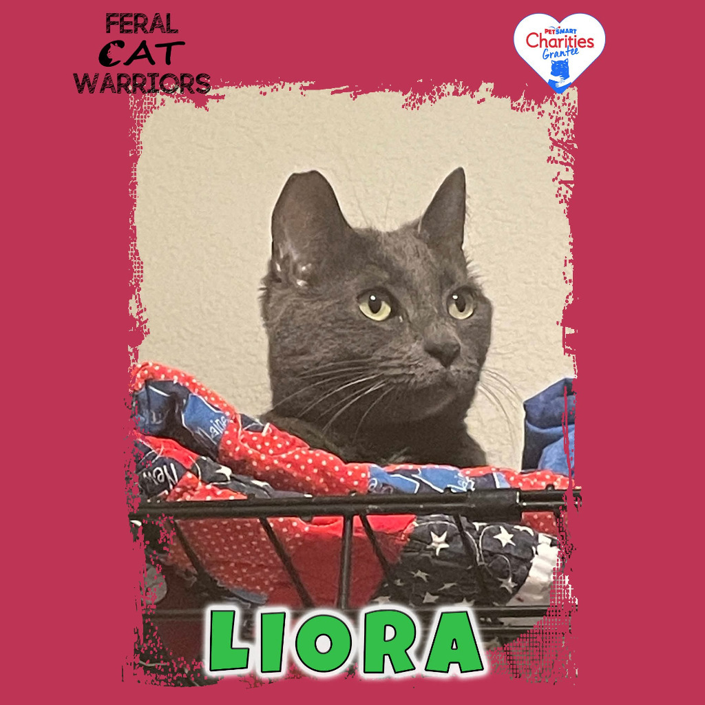 Liora, an adoptable Domestic Short Hair in Kingman, AZ, 86401 | Photo Image 1