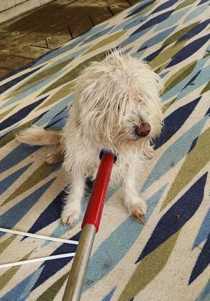 Primary Color White Weight 18lbs Animal has been Neutered