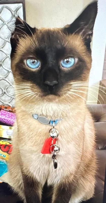 Coco (Declawed)