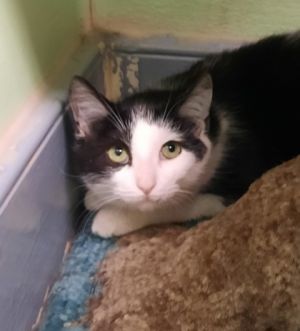 Amber, Young Female Domestic Medium Hair