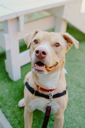 What my friends at Seattle Humane say about me I love playing fetch Going outside is fun especial
