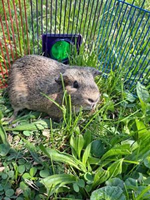 While on maternity leave most of Big Mamas sisters got adopted from foster Her sister Dorito coul