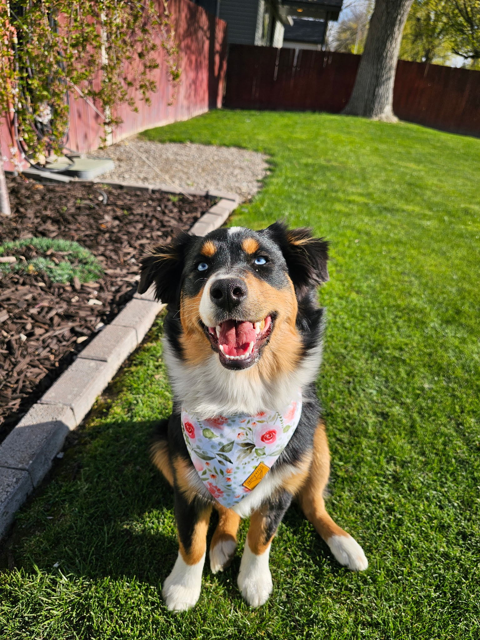 Princess Penelope, an adoptable Australian Shepherd in Twin Falls, ID, 83301 | Photo Image 1