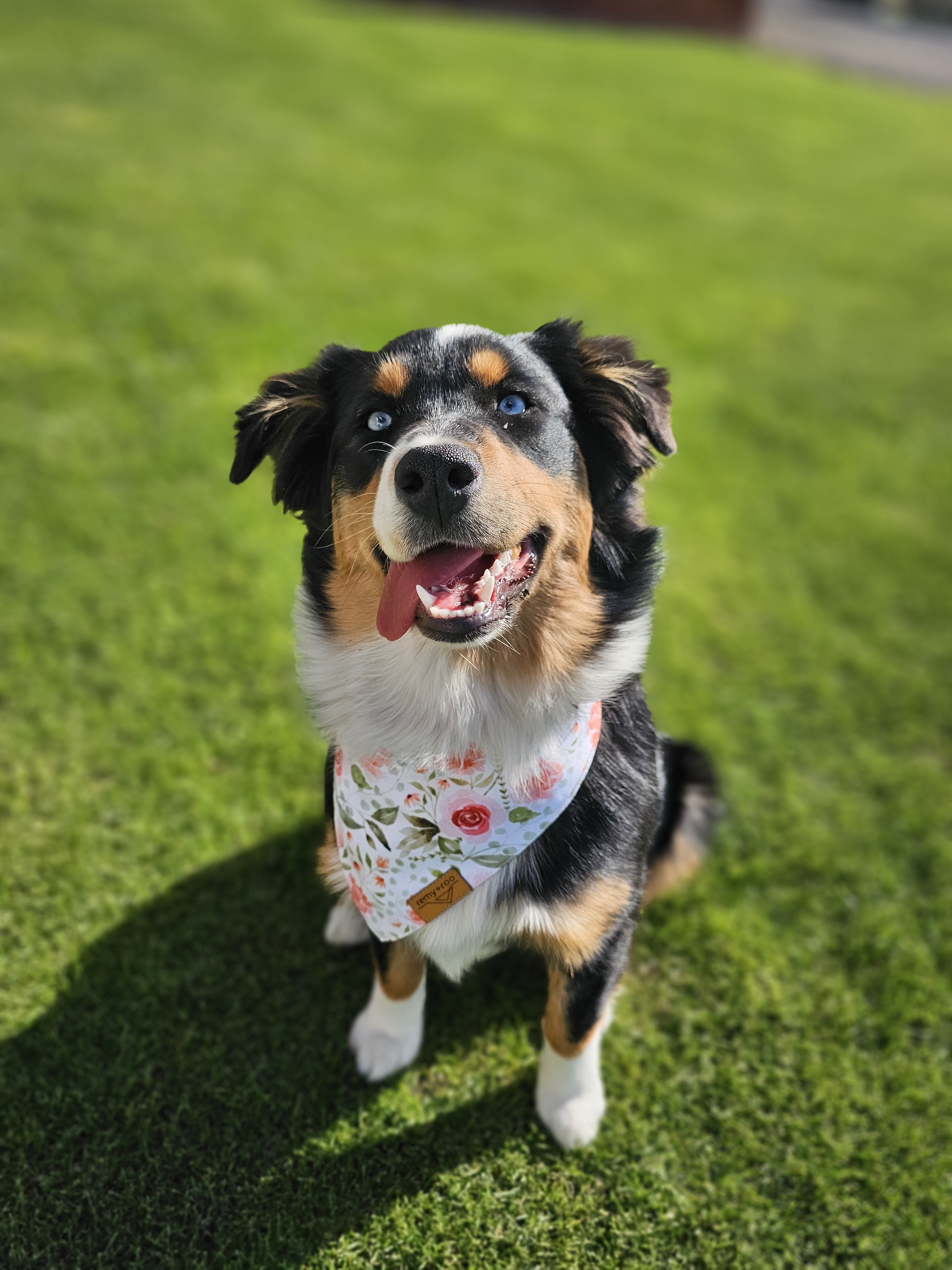 Princess Penelope, an adoptable Australian Shepherd in Twin Falls, ID, 83301 | Photo Image 2