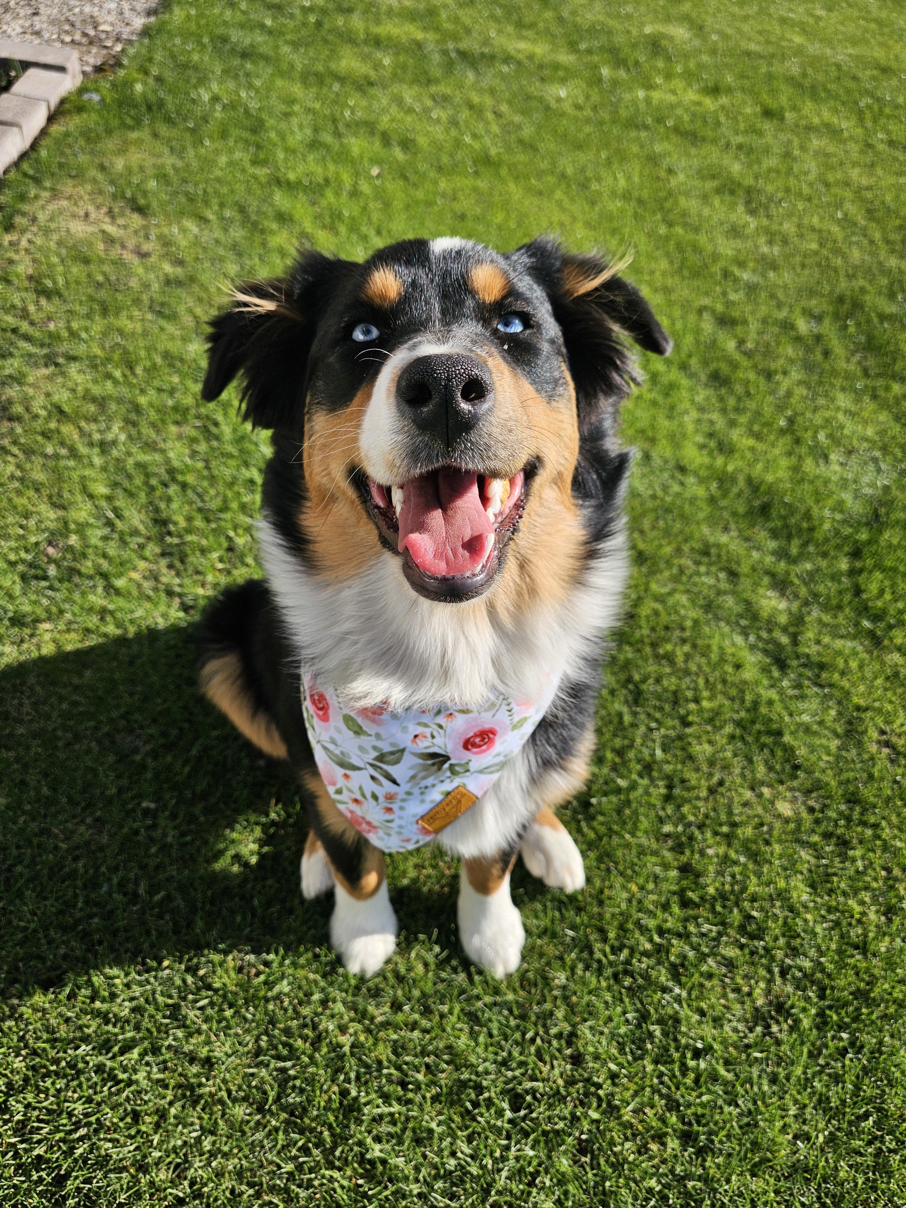 Princess Penelope, an adoptable Australian Shepherd in Twin Falls, ID, 83301 | Photo Image 3