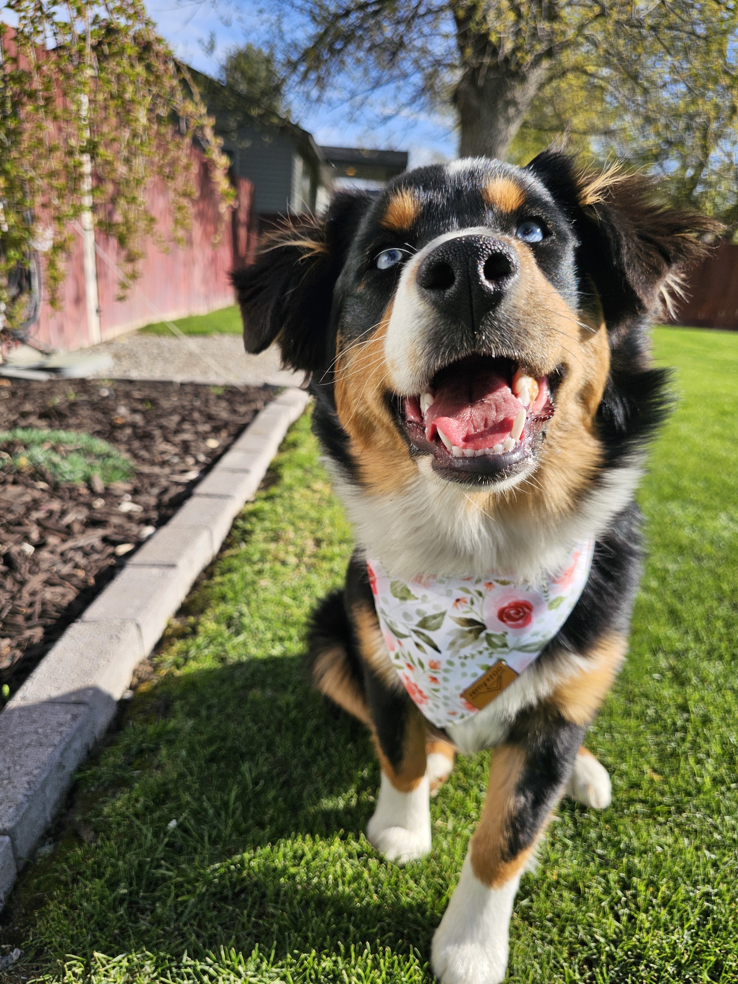 Princess Penelope, an adoptable Australian Shepherd in Twin Falls, ID, 83301 | Photo Image 4