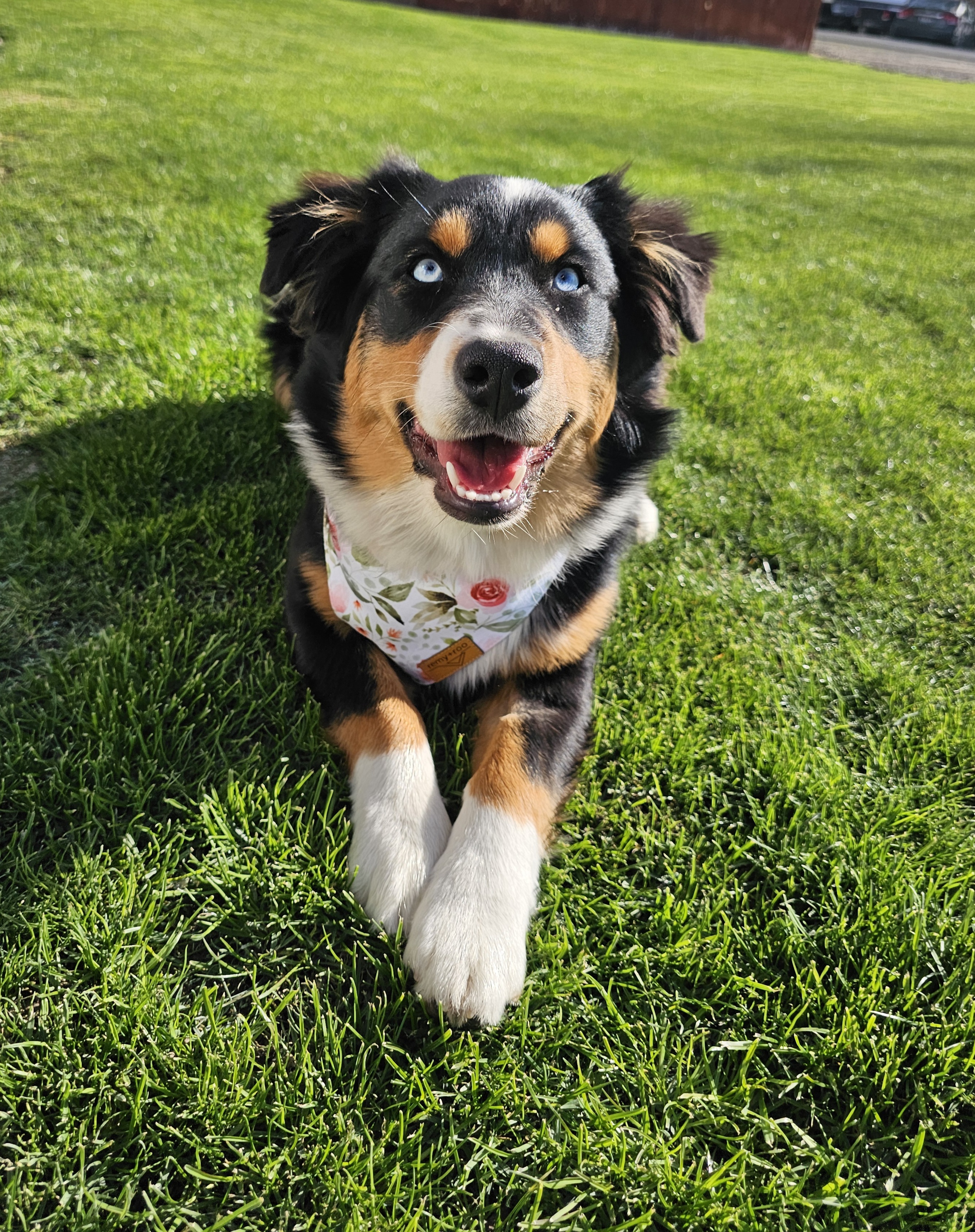 Princess Penelope, an adoptable Australian Shepherd in Twin Falls, ID, 83301 | Photo Image 5