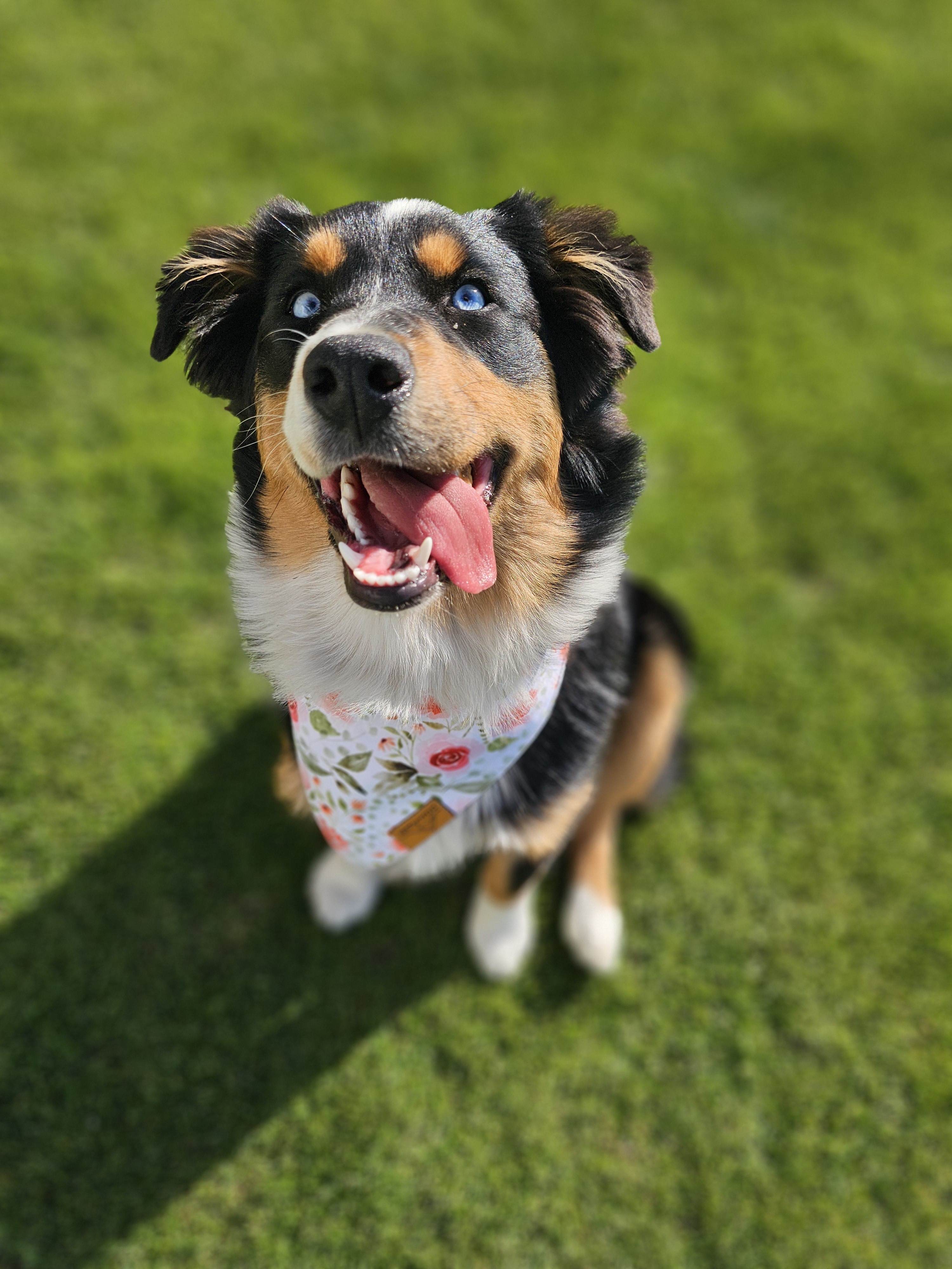 Princess Penelope, an adoptable Australian Shepherd in Twin Falls, ID, 83301 | Photo Image 6