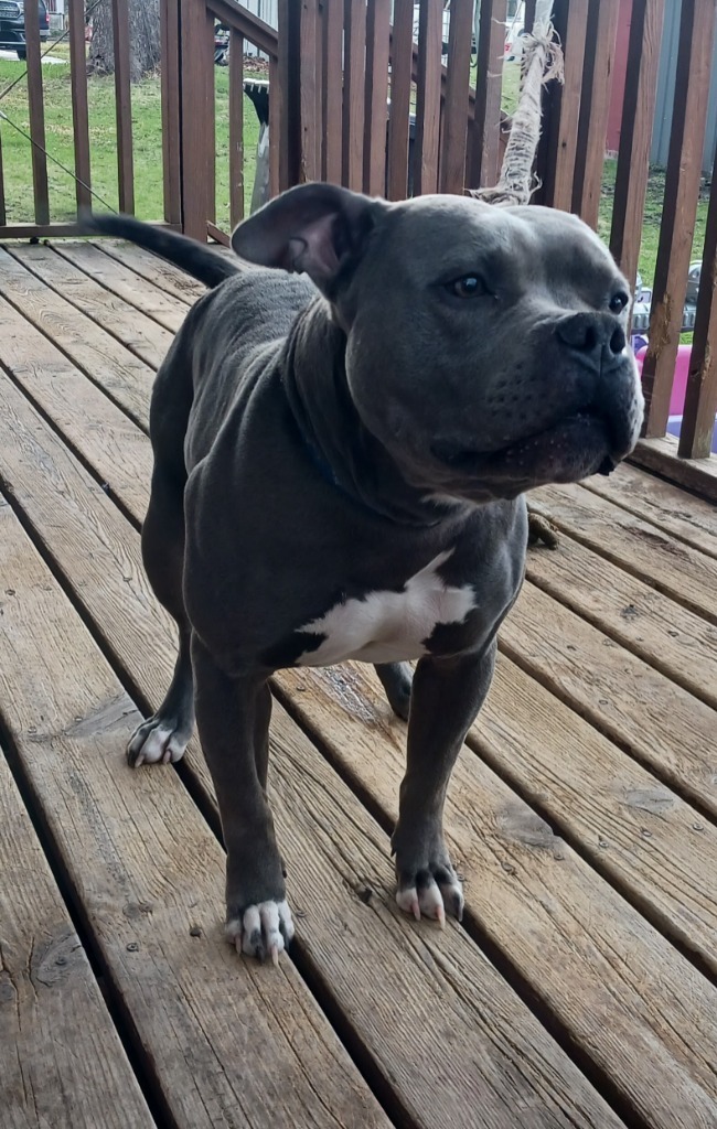 Bruno