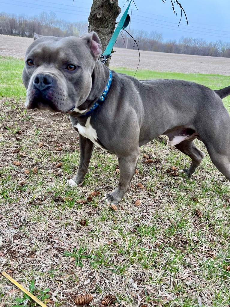 Bruno