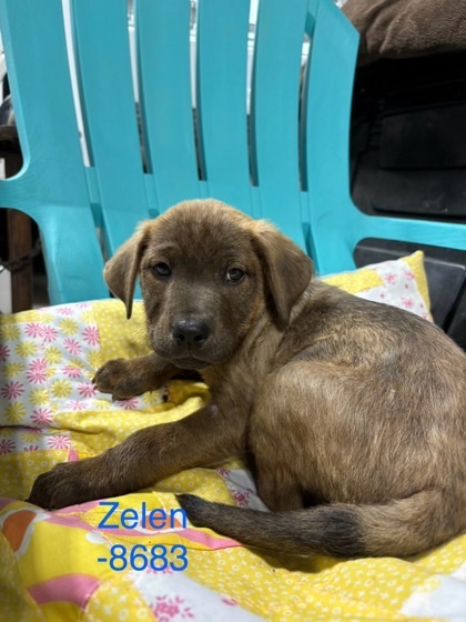 Zelen