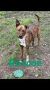 Roscoe