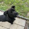 Baloo