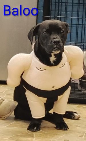 Baloo