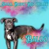 Baloo