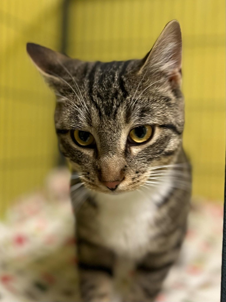 Pedro Pawscal