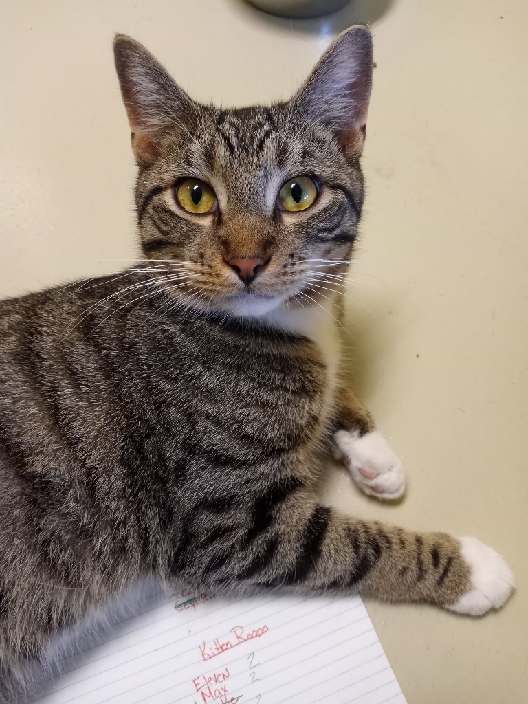 Pedro Pawscal